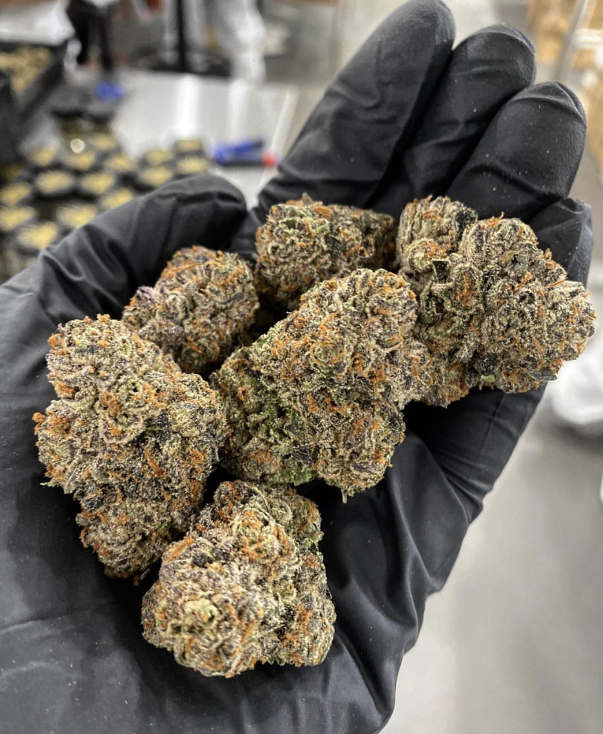 Jet Fuel Malibu Gold