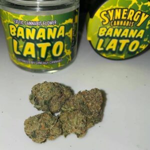 Banana Lato indica